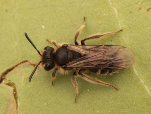 Réf. 277 566 : Andrena sp.